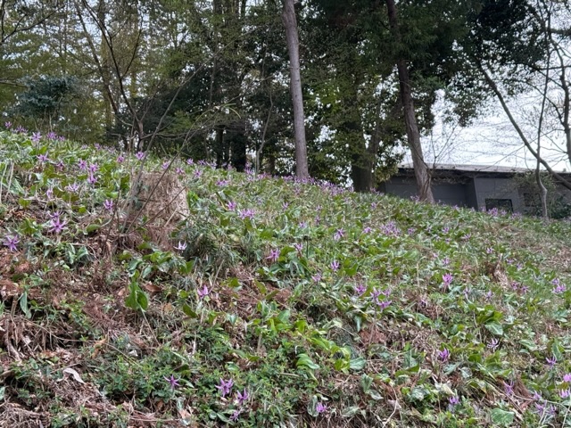 カタクリ満開壱