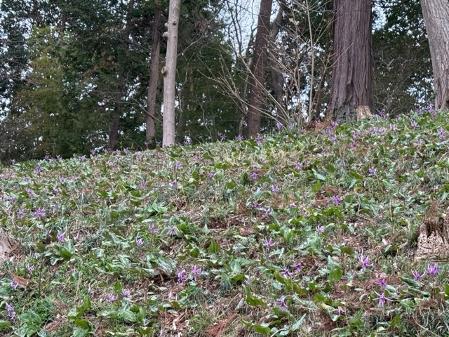 カタクリ満開弐