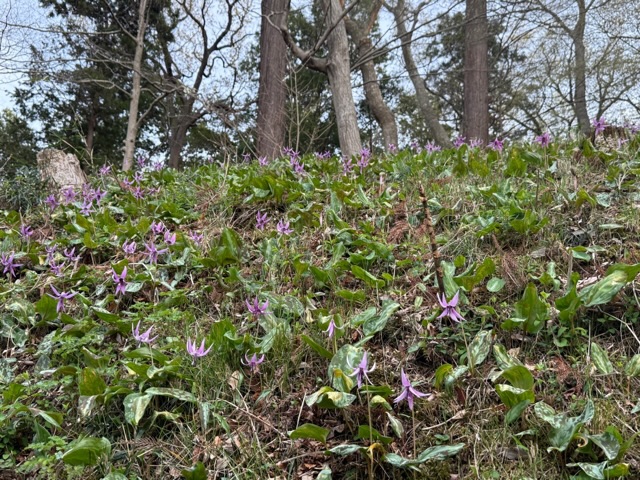 カタクリ満開参