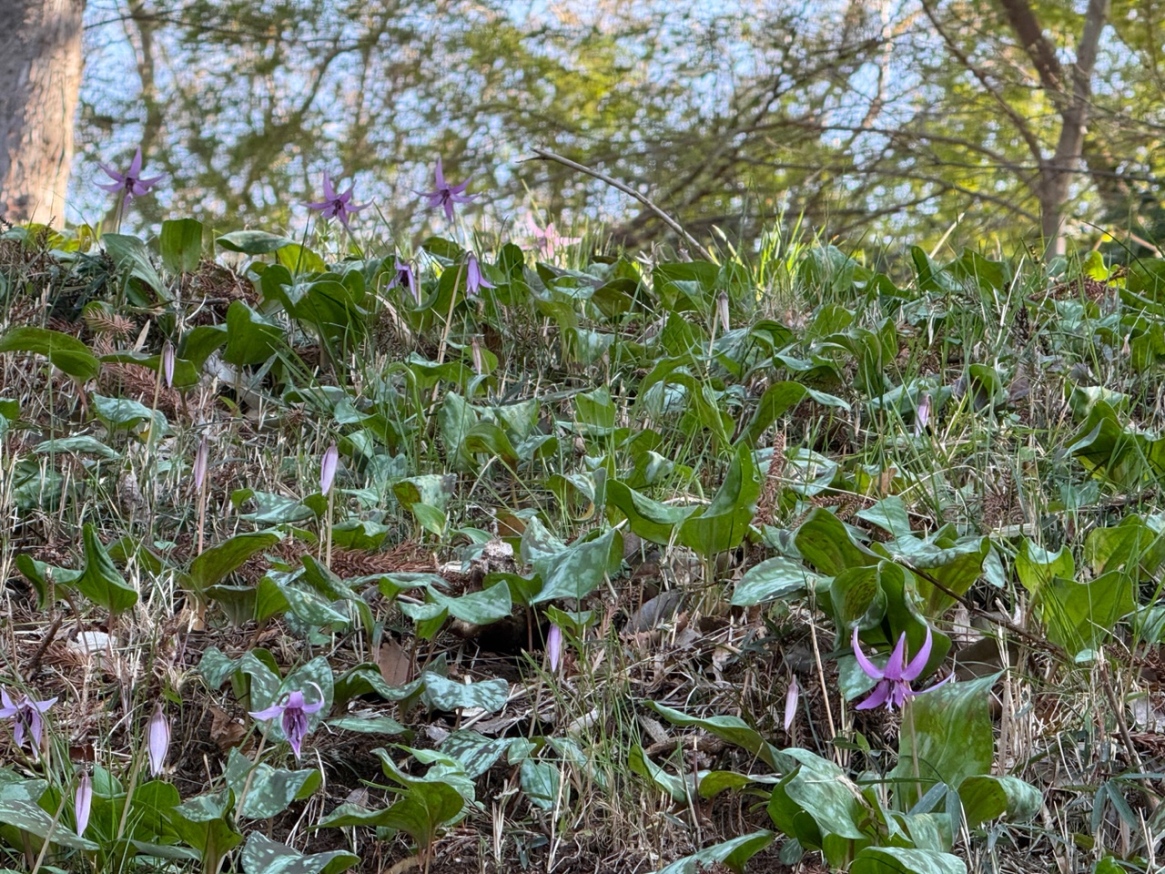 カタクリ咲始め