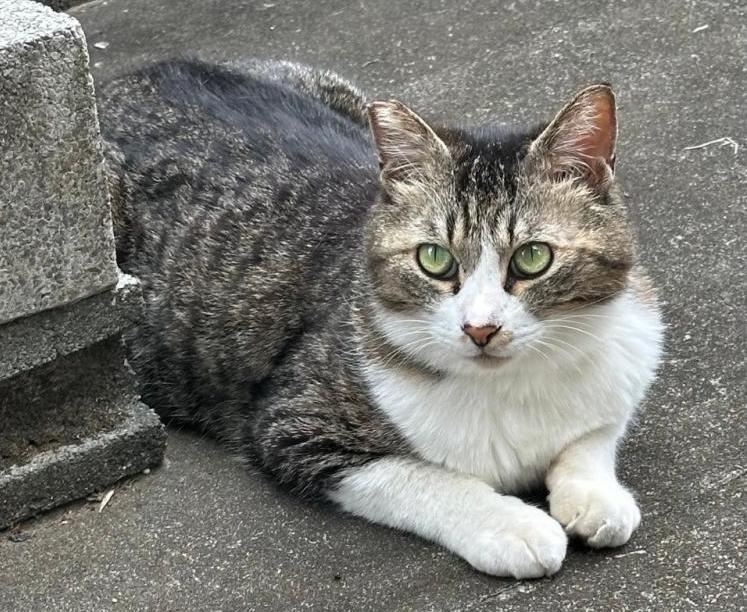 猫逸走42番1