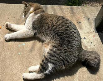 猫逸走42番2