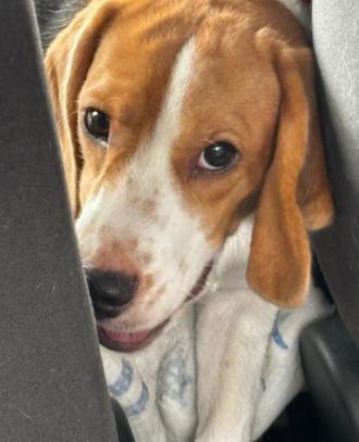 犬逸走13番1