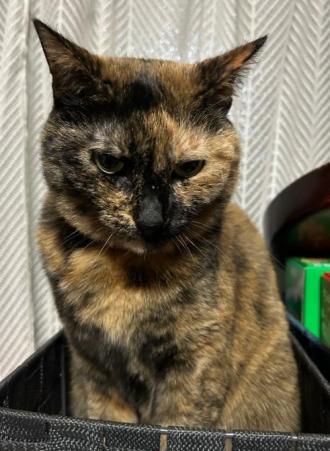 猫逸走41番1
