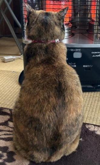 猫逸走41番2