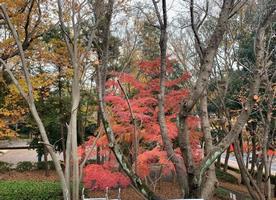 南部公園紅葉