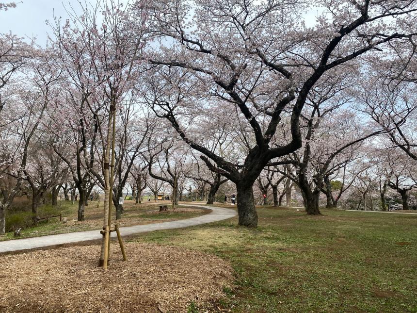 akebonoyama