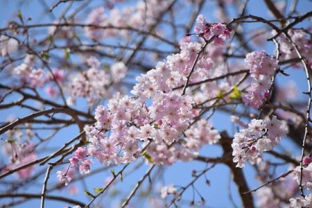 さくら山再生工事（ヤエベニシダレ）