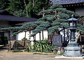 高柳・善龍寺の五葉松