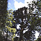 妙照寺の杉樹の写真