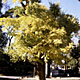 弘誓院の銀杏樹の写真