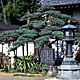 高柳・善龍寺の五葉松