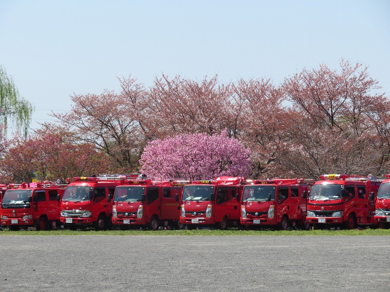 車両背景桜