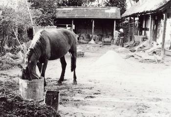 馬のいる民家の軒先の写真