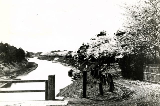 運河の桜