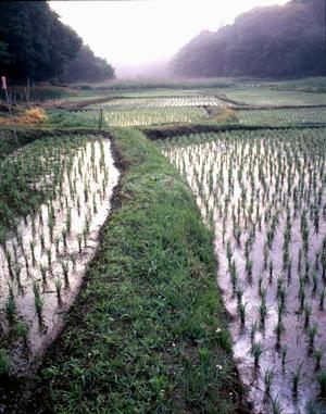 田園の写真