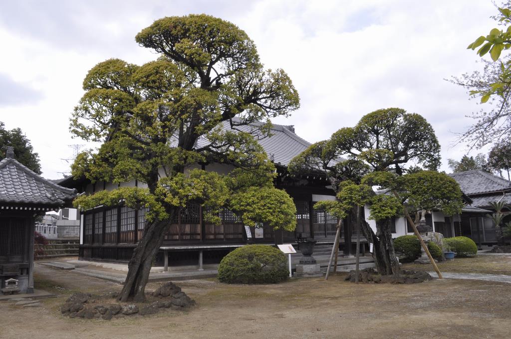 金陵手植えの梅