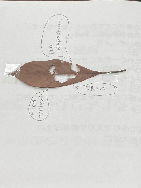 落ち葉かお