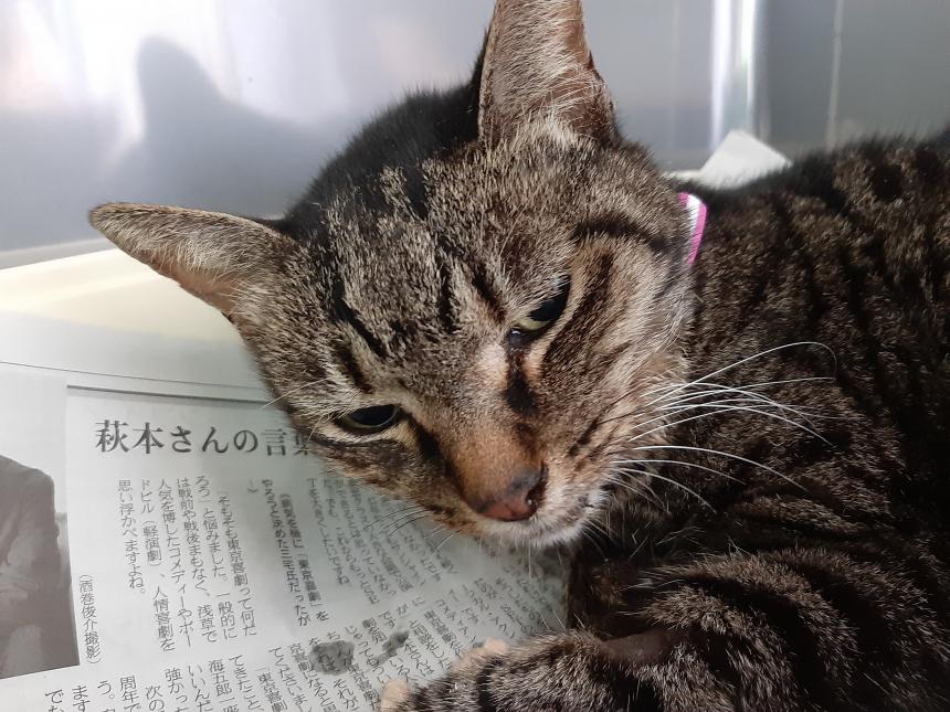 092601の写真（キジトラ）アップ
