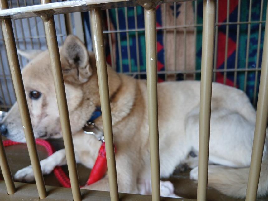 雑種の薄茶の犬