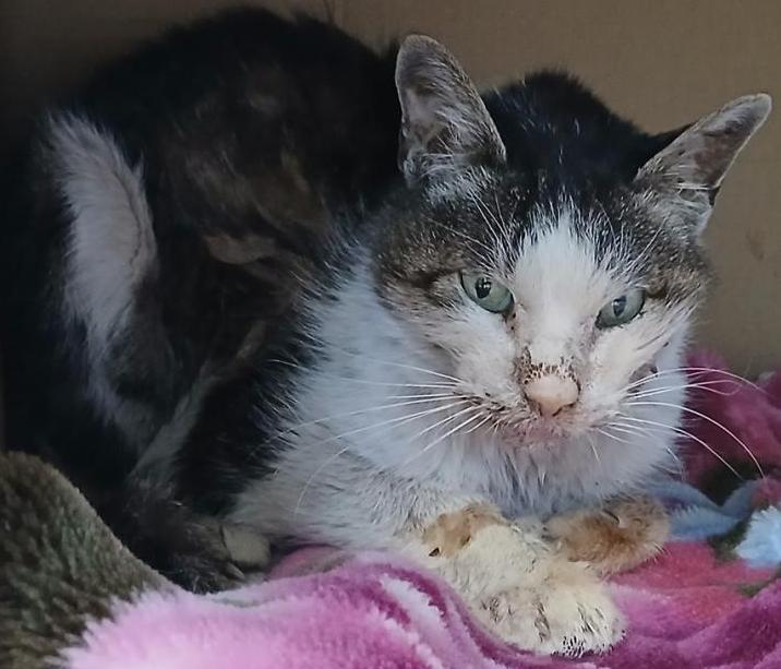 キジ白の雑種の猫