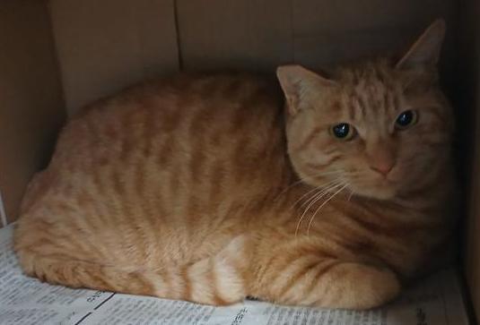 茶トラの雑種の猫