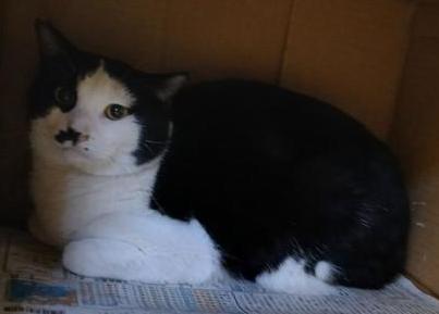 黒白の雑種の猫