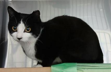 黒白の雑種の猫