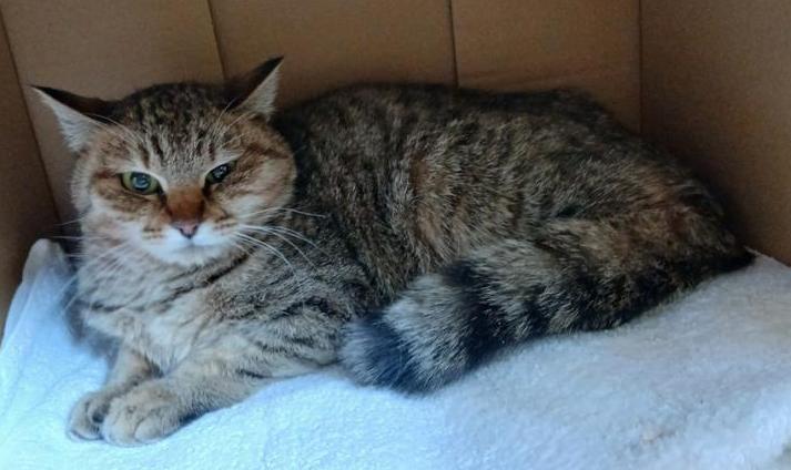 茶キジトラ雑種