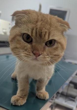 茶トラのスコティッシュフォールドの写真