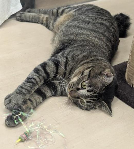 遊ぶハルの写真