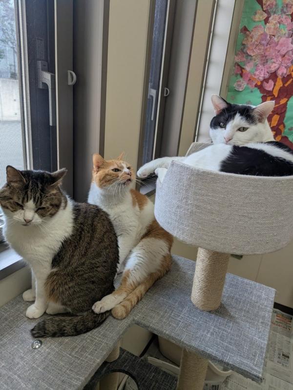 左からすもも・トロワ・ムックの写真