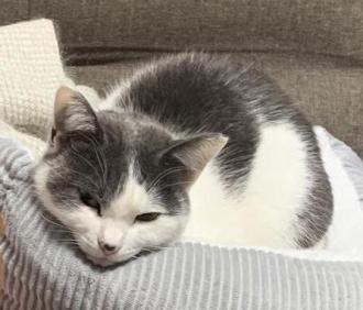 猫逸走12番