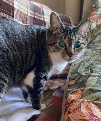 猫逸走13番