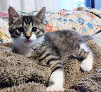 猫逸走15番