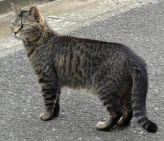 猫保護6番2