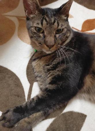 猫逸走24番