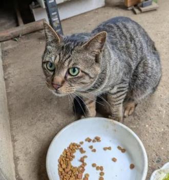 猫保護8番