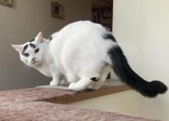 猫逸走30番
