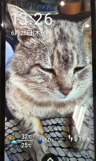 猫逸走31番