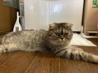 猫保護15番