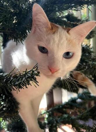 猫逸走42番1