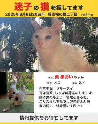 猫逸走42番の2