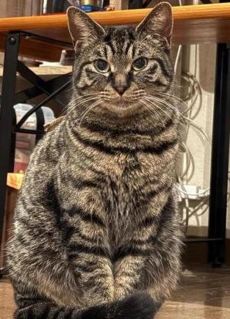 猫逸走43番