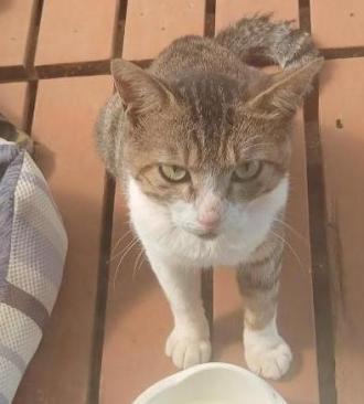 猫保護16番