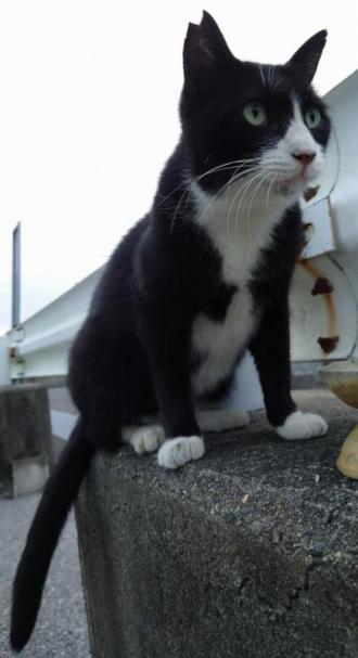 猫逸走53番の1