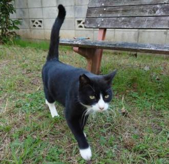 猫逸走53番の2