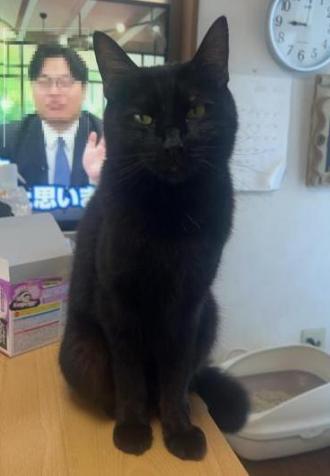 猫逸走62番