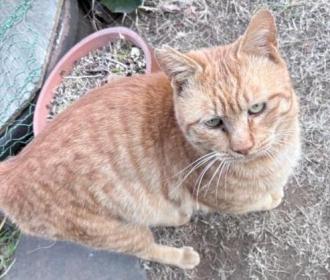 猫逸走28番1