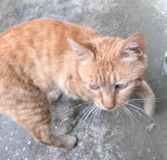 猫逸走28番2